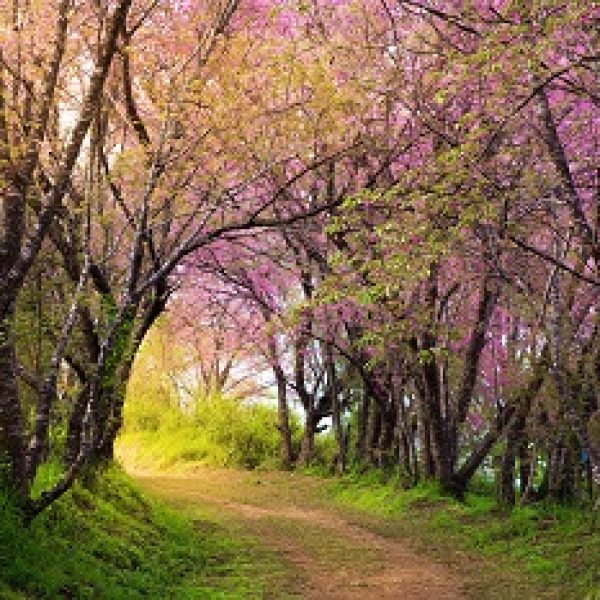 cherry blossom pink sakura in Thailand with colorful leaves and a footpath leading into the scene